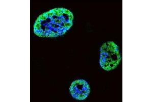Immunofluorescence (IF) image for anti-Hepatoma-Derived Growth Factor (HDGF) antibody (ABIN3002632) (HDGF anticorps)