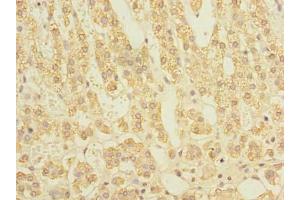 Immunohistochemistry of paraffin-embedded human adrenal gland tissue using ABIN7170766 at dilution of 1:100