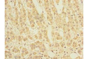Immunohistochemistry of paraffin-embedded human adrenal gland tissue using ABIN7170766 at dilution of 1:100 (STAR anticorps  (AA 64-285))