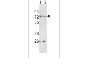 Western blot analysis of PCSK2 Antibody (Center) (ABIN391909 and ABIN2841723) in 293(lane 1), K562(lane 2) cell line lysates (35 μg/lane). (PCSK2 anticorps  (AA 318-346))