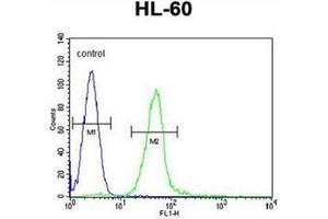 Flow cytometric analysis of HL-60 cells using GGH Antibody (N-term) Cat. (GGH anticorps  (N-Term))