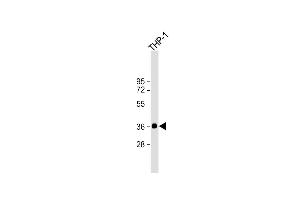 Anti-IKB alpha (IKBA) Antibody at 1:2000 dilution + THP-1 whole cell lysate Lysates/proteins at 20 μg per lane. (NFKBIA anticorps  (AA 1-30))