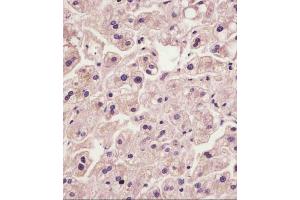 anti-Interleukin 1 Receptor Accessory Protein (IL1RAP) (AA 484-518) antibody