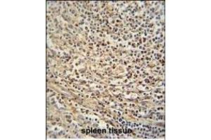 GSDMC antibody (Center) (ABIN654726 and ABIN2844414) immunohistochemistry analysis in formalin fixed and paraffin embedded human spleen tissue followed by peroxidase conjugation of the secondary antibody and DAB staining. (MLZE anticorps  (AA 218-246))