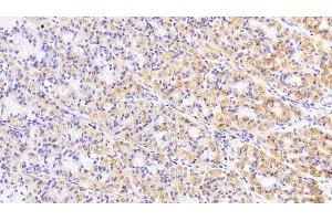 Detection of CK19 in Porcine Stomach Tissue using Monoclonal Antibody to Cytokeratin 19 (CK19)