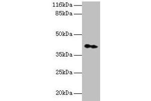 Western blot All lanes: CNTFR antibody at 2 μg/mL + Hela whole cell lysate Secondary Goat polyclonal to rabbit IgG at 1/10000 dilution Predicted band size: 41 kDa Observed band size: 41 kDa (CNTF Receptor alpha anticorps  (AA 106-342))