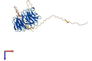 AlphaFold protein structure predicition of Human Recombinant AAMP Protein, UniprotID Q13685