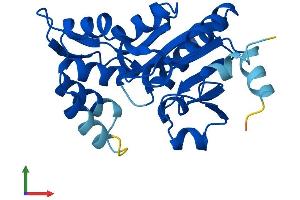 AlphaFold protein structure predicition of Human Recombinant PSPH Protein, UniprotID P78330
