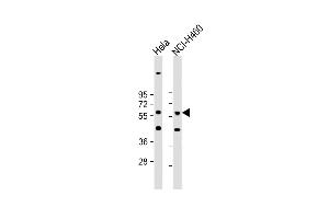All lanes : Anti-CRLF3 Antibody (C-term) at 1:1000 dilution Lane 1: Hela whole cell lysate Lane 2: NCI- whole cell lysate Lysates/proteins at 20 μg per lane. (CRLF3 anticorps  (C-Term))