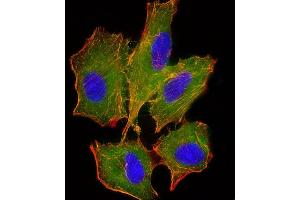 Immunofluorescent analysis of 4% paraformaldehyde-fixed, 0. (BID anticorps)