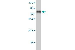 Western Blot detection against Immunogen (65.