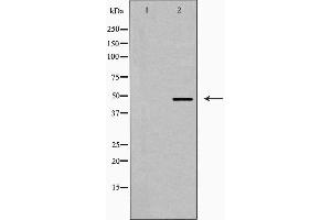 Western blot analysis of EFEMP2 expression in 3T3 cells,The lane on the left is treated with the antigen-specific peptide. (FBLN4 anticorps  (Internal Region))
