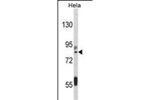 Western blot analysis of IT Antibody (C-term) (ABIN389476 and ABIN2839538) in Hela cell line lysates (35 μg/lane). (IMMT anticorps  (C-Term))