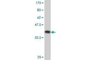 Western Blot detection against Immunogen (37 KDa) .