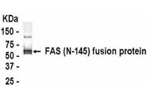 Western Blotting (WB) image for anti-TNF Receptor Superfamily, Member 6 (FAS) (AA 21-165) antibody (ABIN2467815) (FAS anticorps  (AA 21-165))