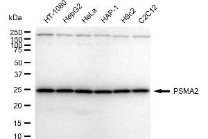 Western blotting analysis using PSMA2 antibody (ABIN7800960). (Recombinant Proteasome 20S Subunit alpha 2 anticorps)