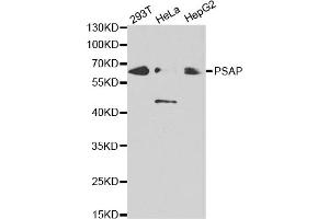 Western blot analysis of extracts of various cell lines, using PSAP antibody (ABIN5970922) at 1/1000 dilution. (Prosaposin anticorps)