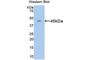 Western Blotting (WB) image for anti-Glutamine Synthetase (GLN1) (AA 1-373) antibody (ABIN1078070) (GLN1 anticorps  (AA 1-373))