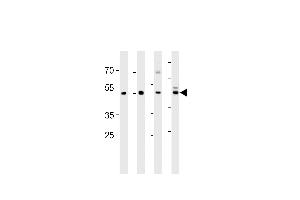 ENOA Antibody (N-term) (ABIN389406 and ABIN2839494) western blot analysis in ,mouse C2C12,mouse NIH/3T3 cell line and mouse brain tissue lysates (35 μg/lane). (ENO1 anticorps  (N-Term))