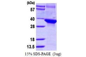 SDS-PAGE (SDS) image for DDB1 and CUL4 Associated Factor 7 (DCAF7) (AA 19-295) protein (His tag) (ABIN667529) (DCAF7 Protein (AA 19-295) (His tag))
