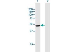 Western Blot analysis of PLEKHA1 expression in transfected 293T cell line by PLEKHA1 MaxPab polyclonal antibody. (PLEKHA1 anticorps  (AA 1-404))