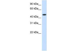 HSP90B1 antibody used at 1. (GRP94 anticorps)