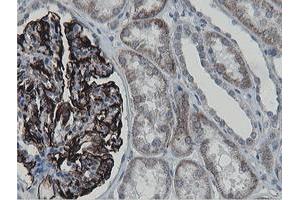 Image no. 4 for anti-Mitochondrial Ribosomal Protein S27 (MRPS27) (AA 151-414) antibody (ABIN1490969)