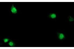 Anti-SDS mouse monoclonal antibody (ABIN2455307) immunofluorescent staining of COS7 cells transiently transfected by pCMV6-ENTRY SDS (RC217814). (serine Dehydratase anticorps)