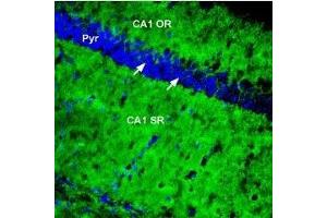 Expression of PMCA1 in mouse hippocampus - Immunohistochemical staining of perfusion-fixed frozen rat brain sections using Anti-PMCA1 Antibody (ABIN7042955, ABIN7044148 and ABIN7044149), (1:300), followed by goat anti-rabbit-AlexaFluor-488 antibody.