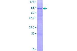 Image no. 1 for ELK4, ETS-Domain Protein (SRF Accessory Protein 1) (ELK4) (AA 1-405) protein (GST tag) (ABIN1352697)