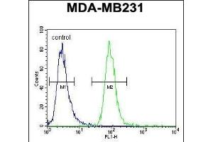 ZSWIM6 Antibody (C-term) (ABIN654590 and ABIN2844290) flow cytometric analysis of MDA-M cells (right histogram) compared to a negative control cell (left histogram). (ZSWIM6 anticorps  (C-Term))