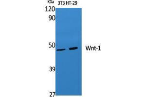 Western Blot (WB) analysis of specific cells using Wnt-1 Polyclonal Antibody.