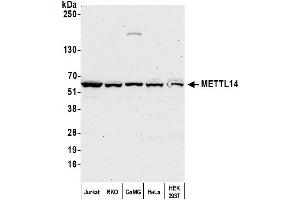 anti-Methyltransferase Like 14 (METTL14) (AA 25-75) antibody