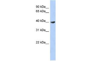 WB Suggested Anti-DPF2 Antibody Titration: 0. (DPF2 anticorps  (Middle Region))