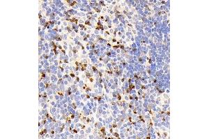 Immunohistochemistry of paraffin embedded rat thymus using CD177 (ABIN7073372) at dilution of 1:1000 (400x lens)