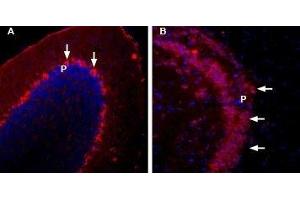 Expression of Neuronal calcium sensor 1 in mouse brain - Immunohistochemical staining of mouse brain sections using Anti-NCS1-ATTO Fluor-594 Antibody (ABIN7043368).