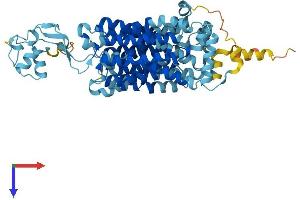 AlphaFold protein structure predicition of Human Recombinant SLC22A2 Protein, UniprotID O15244