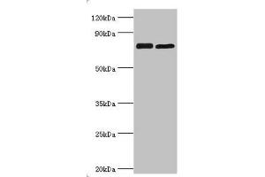 Western blot All lanes: Double-strand break repair protein MRE11A antibody at 8 μg/mL Lane 1: 293T whole cell lysate Lane 2: K562 whole cell lysate Secondary Goat polyclonal to rabbit IgG at 1/10000 dilution Predicted band size: 81, 78, 82 kDa Observed band size: 81 kDa