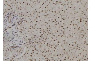 ABIN6265769 and ABIN6278757 at 1/100 staining Rat liver tissue by IHC-P. (THNSL1 anticorps  (Internal Region))