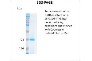 SDS-PAGE (SDS) image for Interleukin 28A (Interferon, lambda 2) (IL28A) (Active) protein (ABIN5509786) (IL28A Protéine)