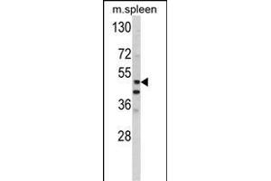 Western blot analysis of hP10- (ABIN390134 and ABIN2840638) in mouse spleen tissue lysates (35 μg/lane). (MMP10 anticorps  (C-Term))