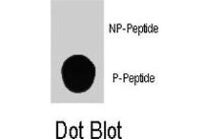Dot blot analysis of PIK3C3 (phospho S164) polyclonal antibody  on nitrocellulose membrane. (PIK3C3 anticorps  (pSer164))