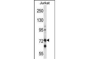Western blot analysis in Jurkat cell line lysates (35ug/lane). (RAF1 anticorps  (N-Term))