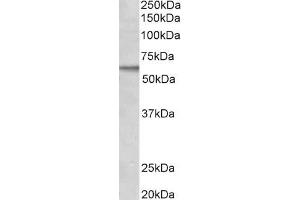 ABIN185181 (2µg/ml) staining of MCF7 lysate (35µg protein in RIPA buffer).