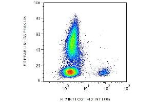 Surface staining of human peripheral blood leukocytes with anti-human CD19 (4G7) biotin.