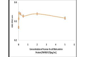 Activity Assay (AcA) image for Tumor Necrosis Factor Receptor Superfamily, Member 17 (TNFRSF17) (Active) protein (ABIN5509467)