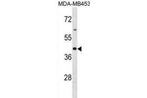 OR2B6 Antibody (C-term) (ABIN1881601 and ABIN2839087) western blot analysis in MDA-M cell line lysates (35 μg/lane). (OR2B6 anticorps  (C-Term))