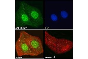 ABIN185065 Immunofluorescence analysis of paraformaldehyde fixed U2OS cells, permeabilized with 0. (FBXO44 anticorps  (C-Term))