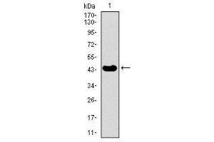 Image no. 4 for anti-Thyroid Hormone Receptor Interactor 6 (TRIP6) antibody (ABIN1490826) (TRIP6 anticorps)
