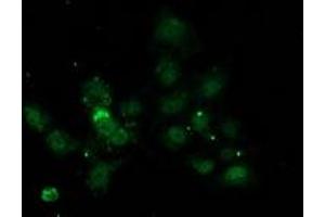 Anti-NNMT mouse monoclonal antibody (ABIN2454266) immunofluorescent staining of COS7 cells transiently transfected by pCMV6-ENTRY NNMT (RC200641). (NNMT anticorps)